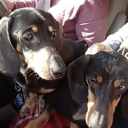 Dachshund All Grown Up from Lively Dachshunds