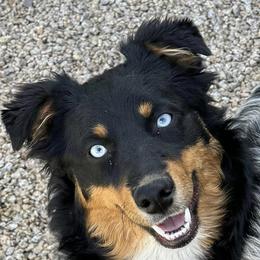 Lita - Australian Shepherd