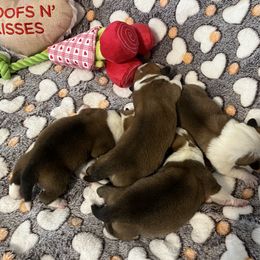 Pembroke Welsh Corgi Puppies from Wiggle Ranch Corgis