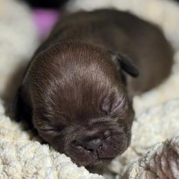 Coco - Liver female French Bulldog puppy in Tulsa, Oklahoma from Hart's Chihuahuas