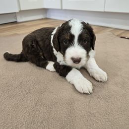 Donald - Black and white male Bernedoodle puppy in Mckenzie, Tennessee from Small Town Doodles & Poodles