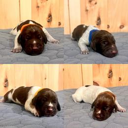 Boy 4 - White and liver male German Shorthaired Pointer puppy in Payneville, Kentucky from Roan Point Kennel