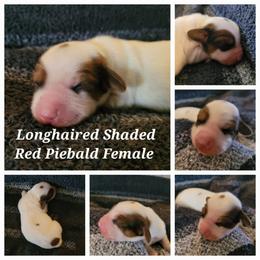 Female 1 - Piebald female Dachshund puppy in Weatherford, Texas from Star-Key's Dachshunds