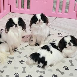 Japanese Chins and West Highland White Terriers from kennel ASTRAGUS