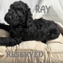 Ray - Black male Goldendoodle puppy in Ama, Louisiana from Spectrum Doodles