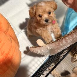 Mirabel - Cream female Maltipoo puppy in Bells, Texas from Partridge Doodles and Poodles