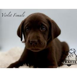 Violet - Chocolate female Labrador Retriever puppy in San Diego County, California from Travis’ Chocolate Labradors