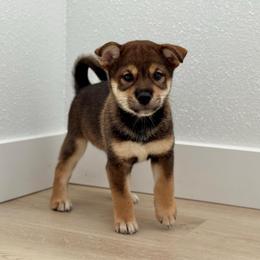 Mei - Sesame female Shiba Inu puppy in Houston, Texas from Sakura Blossom Shibas