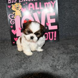 Aubrey - Sable and white female Shih Tzu puppy in Arcola, Illinois from Highline Puppies
