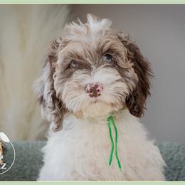 O'Malley - Brown white and tan male Cockapoo puppy in Connersville, Indiana from Deaz Doodle Ranch