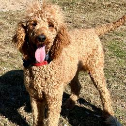 Riven - Poodle