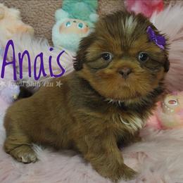 Anais - Liver and white female Shih Tzu puppy in Peoria, Arizona from Loyal Shih Tzu