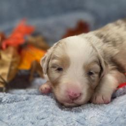 Green Collar - Red merle female Miniature American Shepherd puppy in Statesboro, Georgia from Azure Miniature American Shepherds
