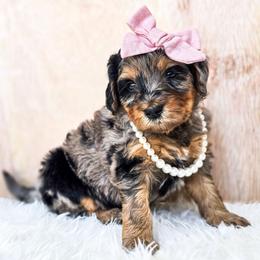 Ophelia - Merle female Bernedoodle puppy in Gaylord, Michigan from Dog Mom Co. Doodles