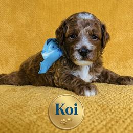Koi - Red  male Goldendoodle puppy in American Fork, Utah from Kym’s Micro Mini Goldendoodles