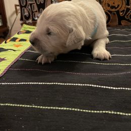Golden Retriever Puppies from Tupelo Honey Farm's Golden Retrievers