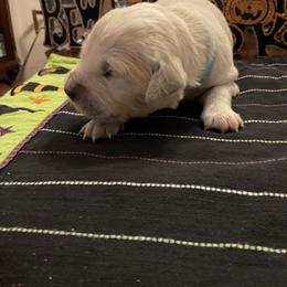 Golden Retriever Puppies from Tupelo Honey Farm's Golden Retrievers