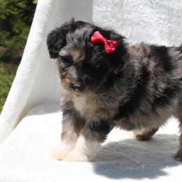 Aussiedoodle Puppies from Royal J Aussies and Aussiedoodles