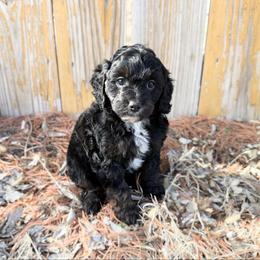 Draco F1b - Black and tan male Cavapoo puppy in Wamego, Kansas from Doodles of Oz