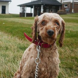 Cavapoos from Miller Cavapoos