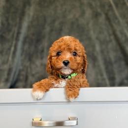 Cora - Apricot female Cavapoo puppy in Tolono, Illinois from The Golden Rule Doodles and Poos
