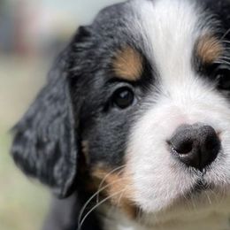 Bernese Mountain Dogs from NW Bernese