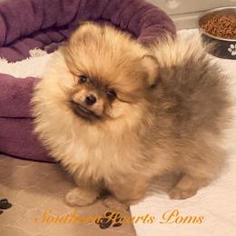 Girl 2 - Orange sable female Pomeranian puppy in Royston, Georgia from SouthernHearts Poms