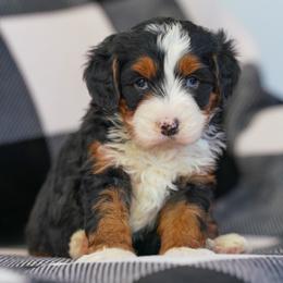Ivy - Tri-color female Bernedoodle puppy in Dundee, Ohio from Down Home Doodle