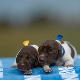 Boy 3 - Liver and white male German Shorthaired Pointer puppy in Greensburg, Kentucky from Nosam Kennels- Hungarian Vizslas, and German Shorthairs Located in Kentucky
