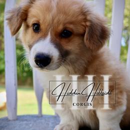 Red sable Fluff Boy 3 Tail - Red male Pembroke Welsh Corgi puppy in Locust Grove, Oklahoma from Hidden Hillsides Corgis