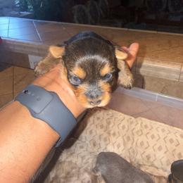 Girl 2 - Black and tan female Yorkshire Terrier puppy in Pomona, California from Lunio's Yorkies
