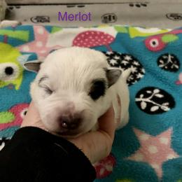 Australian Cattle Dog Puppies from Sage Creek Australian Cattle Dogs