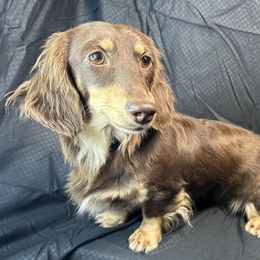 Gemma - Dachshund