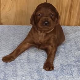 Penny - Red female Irish Doodle puppy in Bonifay, Florida from Heavenly Poodles