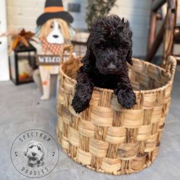 Breezy - Black male Goldendoodle puppy in Ama, Louisiana from Spectrum Doodles