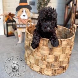 Breezy - Black male Goldendoodle puppy in Ama, Louisiana from Spectrum Doodles