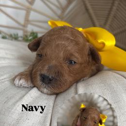 Navy - Red  male Goldendoodle puppy in Huntington, Utah from Krispydoodle