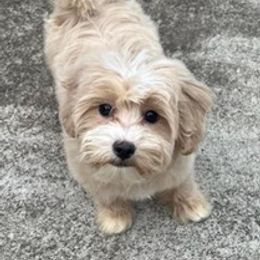 Goldendoodles, Maltese, Maltipoos, and Poodles from Dream Paws Puppies, LLC