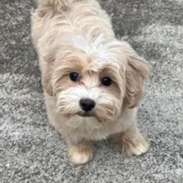 Goldendoodles, Maltese, Maltipoos, and Poodles from Dream Paws Puppies, LLC