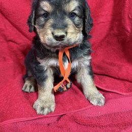 Male Tri Color - male Golden Mountain Dog puppy in Tacoma, Washington from Canyon Meadows Farm