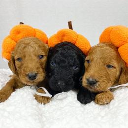 Aussiedoodle and Goldendoodle Puppies from Dandy Doodle Ranch