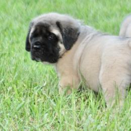 Mastiff Puppies from Beaver Creek Mastiffs