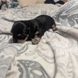 Churro - Black and tan female Dachshund puppy in Spring Hope, North Carolina from Hogan’s Lowrider Hounds