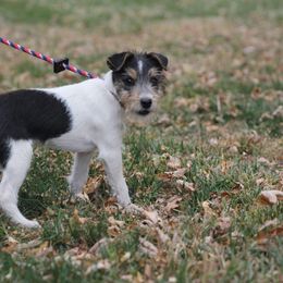 Robert - Parson Russell Terrier
