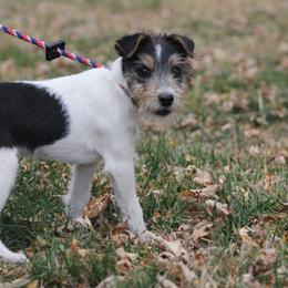 Robert - Parson Russell Terrier