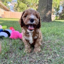 Chewey - Red and white male Cockapoo puppy in Beresford, South Dakota from DAKOTA DOOD RANCH