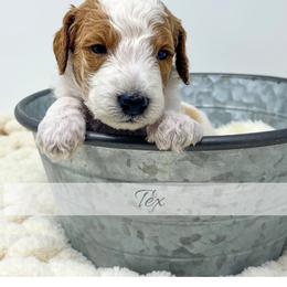 Tex - Parti male Goldendoodle puppy in State Road, North Carolina from Must Love Doodles