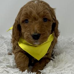 Meli's Yellow Male - Apricot male Goldendoodle puppy in Great Falls, Montana from Montana Goldendoodles