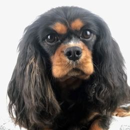 BELLA (SWEET PEA) - Cavalier King Charles Spaniel
