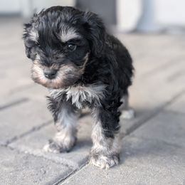 Rusty - Black and silver male Miniature Schnauzer puppy in Waddell, Arizona from West Valley Schnauzers & Dachshunds